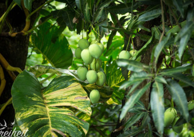Direkt am Balkon ein Mangobaum