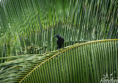 Die Raben haben wir auch schon beim Naschen beobachtet