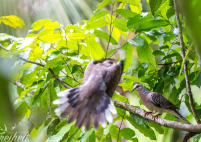 Anflug einer Perlhalstaube