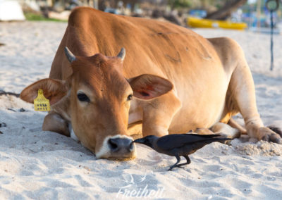 ...dann beide Nasenlöcher...