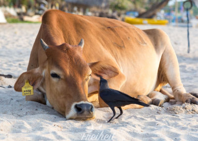 Erst werden beide Ohren sauber gepickt...