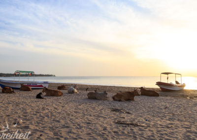 Kühe stehen auch auf Strand und Sonnenaufgang :)
