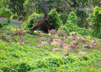 Freilebende Axishirsche findet man rund um das Fort zuhauf