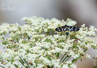 Weißfleck-Widderchen