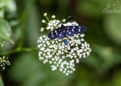 Weissfleck Widderchen