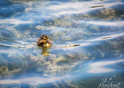 Auf der Suche nach Mama