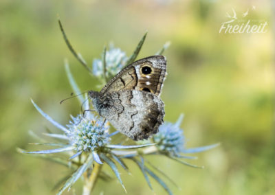 Auch mit geschlossenen Flügeln hübsch!