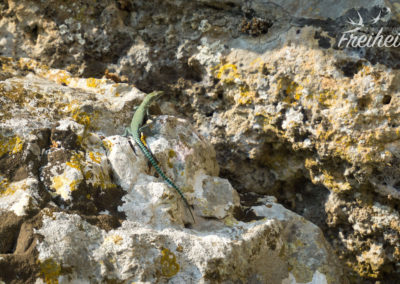 Gepunktet und gestreift - gewagtes Muster :)