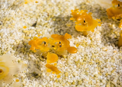 Abgebrannte Kerzen vor der Kirche