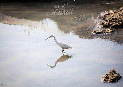 Der Reiher stakt wortwörtlich in der Scheiße rum
