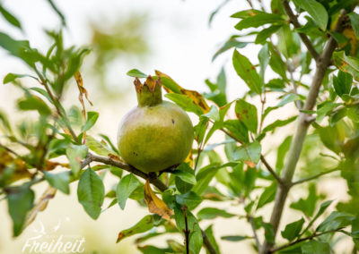 Überall wachsen hier Granatäpfel und Feigen