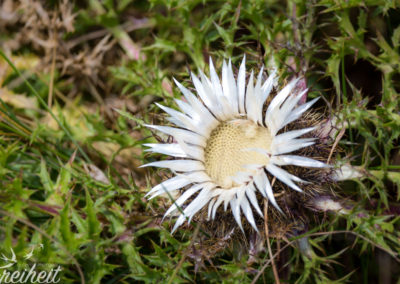 Die bekannte Silberdistel