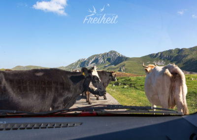 "Was macht denn der blöde Autofahrer auf unserer Straße?"