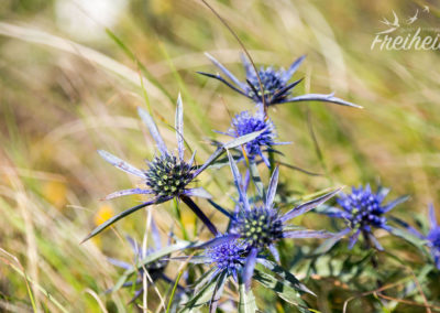 Aber auch die kleinen Dinge machen Freude - wie z.B. durch die Wiesen hier zu laufen