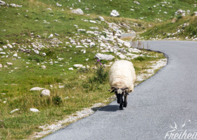 So ist's brav - schön am Rand laufen :)