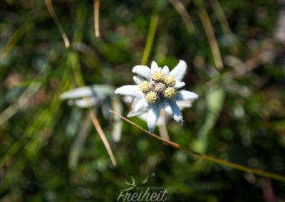 Edelweiß - und die hier war nicht das einzige Exemplar :)