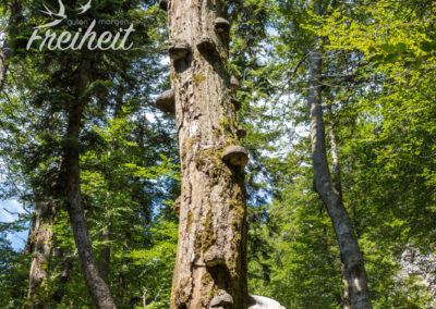 Überall wachsen fette Baumpilze an den Stämmen