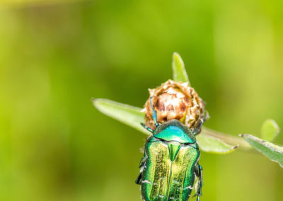 Goldglänzender Rosenkäfer