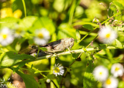 Überall Grashüpfer an den Ufern