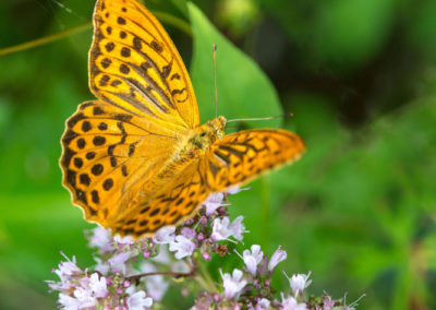 Aber auch viele hübsche Schmetterlinge sind unterwegs