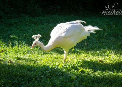 Weißer Pfau