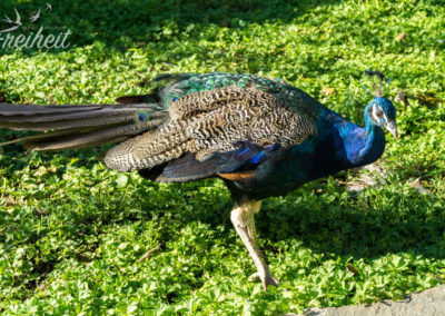 Auf dem Gelände des Klosters laufen ein paar Dutzend Pfaue rum