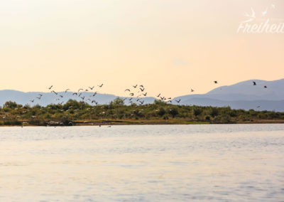 Der Skutari See ist für viele Vögel ein Überwinterungsplatz