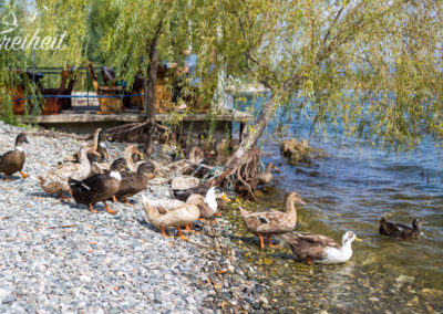Nicht nur uns gefällt der Campingplatz gut :)