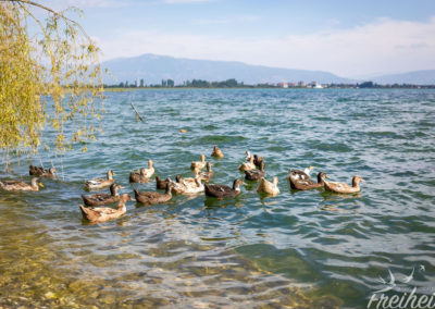 Entenschar am Ohridsee