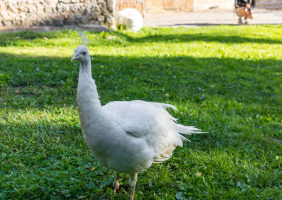 Wen interessieren schon Klöster, wenn man diese tollen Tiere beobachten kann? ;)