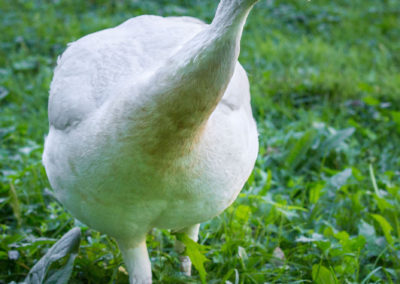 Nicht einfach zu fotografieren - die ruckartigen Kopfbewegungen machen die Schärfenfindung schwer