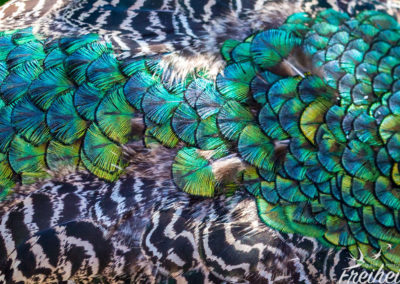 Prächtiges Gefieder