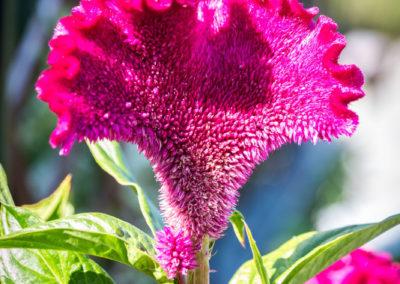 Tolle Blumen in der Gartenanlage des Klosters