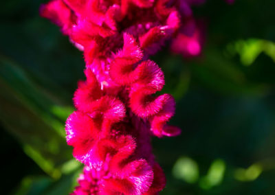 Es geht noch pinker!