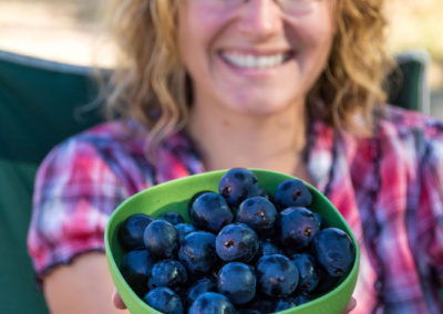 Köstliche Trauben so groß wie Pflaumen :)