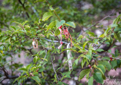 Glücksbändchen hängen an den Bäumen der Festung