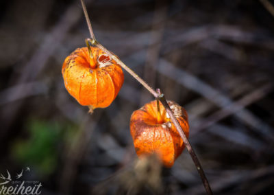 Der Herbst ist angekommen - wir merken es nicht nur an den Temperaturen!