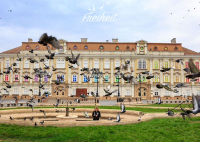 Irgendwer hat das Kommando gegeben, dass alle Tauben davon fliegen