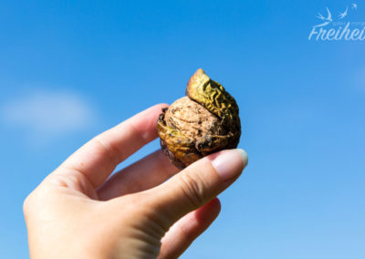 Wer wusste das Walnüsse zwei Schalen haben? Wir hatten hier eine Menge Walnussbäume und die waren alle erntereif :)