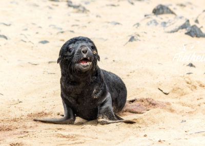 Dieses hier ruft noch