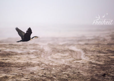 Und weiter geht die Suche nach Nestmaterial