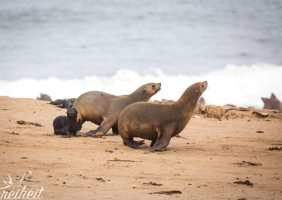 Die Zwergrobben können sich erstaunlich schnell an Land fortbewegen