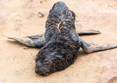 Zumindest rührt es sich