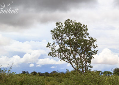 Sieht wirklich düster aus