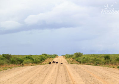 Kühe und Ziegen müssen sich mit uns die Straße teilen ;-)