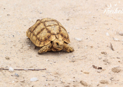Und noch eine Schildkröte auf der Straße