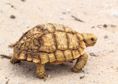 Die Arme hat leider einen beschädigten Panzer