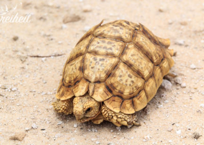 Da würden wir auch nicht besonders glücklich schauen