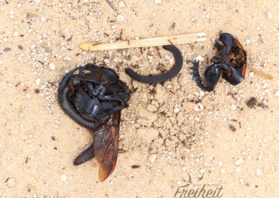 Für den Tausendfüßler ist nur ein toter Mistkäfer ein guter ;-)