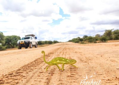 Mitten auf der Straße ein Chamäleon!